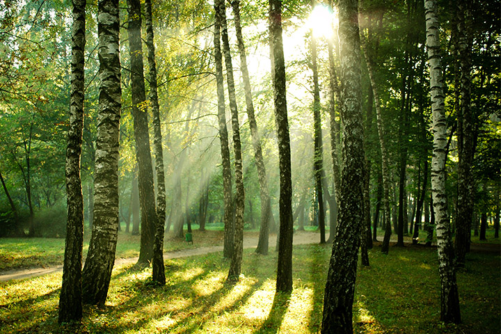 Bærekraft og miljø - skog